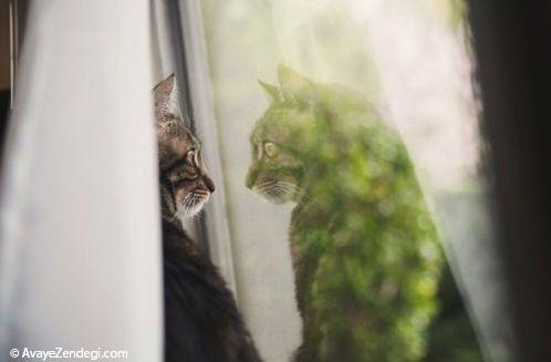  گربه های عاشق و چشم انتظار 