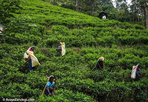 مزارع چای سیلان در سریلانکا