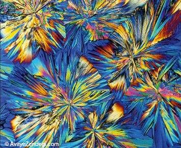 تصاویر میکروسکوپی دیدنی از درون بدن