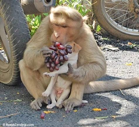 میمونی که مادرخوانده یک سگ شد!