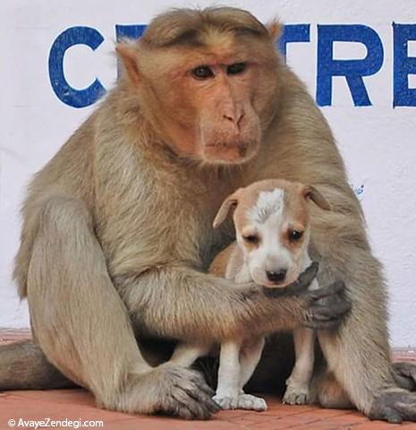 میمونی که مادرخوانده یک سگ شد!