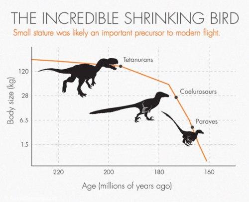  دایناسورها چگونه به پرندگان امروزی تبدیل شدند؟ 