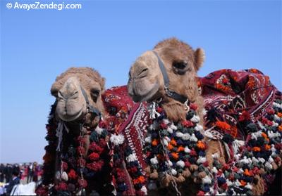 نگاهی به آداب و رسوم مردم ترکمنستان در ایام نوروز