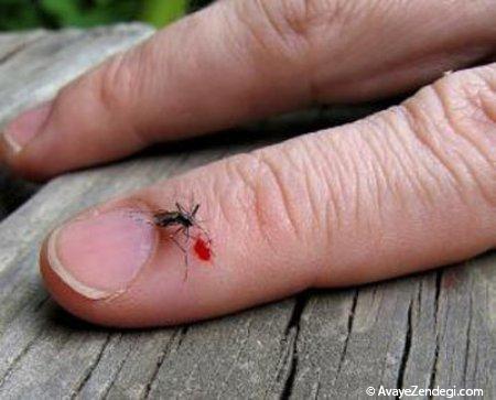 آیا حشرات انتقال دهنده بیماری ایدز هستند؟