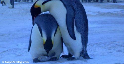  پنگوئن چگونه جانداری است؟ 