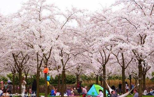  بهترین نقاط برای تماشای شکوفه های گیلاس 