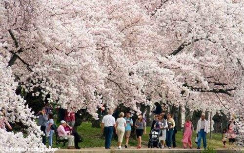  بهترین نقاط برای تماشای شکوفه های گیلاس 