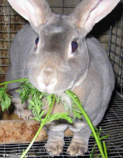  آشنایی با نحوه مراقبت از خرگوش و غذا دادن به خرگوش 