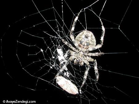  شناخت عنکبوت های عجیب و شگفت انگیز 