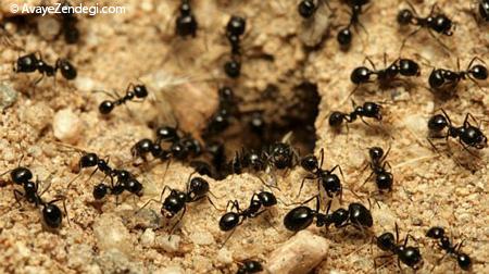  دانستنی هایی شگفت آور درباره مورچه ها 