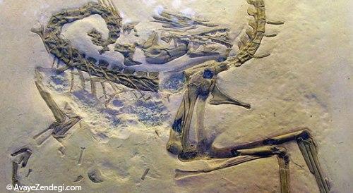 معروف‌ترین دایناسورهای جهان: كامپسوگناتوس 
