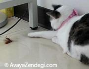  رابطه گربه و سوسک با آب سیاه چشم 