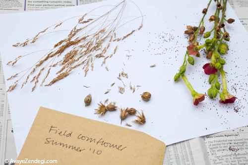 روش جمع آوری و ذخیره دانه های گیاهی برای كاشت مجدد