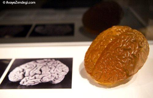  43 حقیقت جالب درباره مغز انسان که نمی دانستید! (2) 