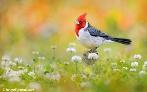 تصاویری از زیباترین پرندگان