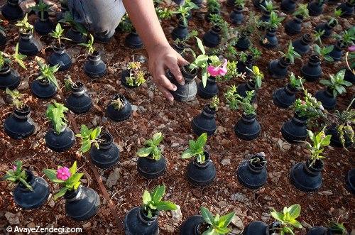 باغی غیر معمول و عجیب در نزدیکی غزه