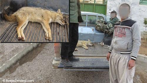 جنون حیوان کشی در ایرانیان
